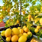 Set Of Meyer Lemon Live Young Plants 2" Pots. Price: $49.99.